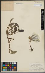 Foto von Salix arctica Pall.
